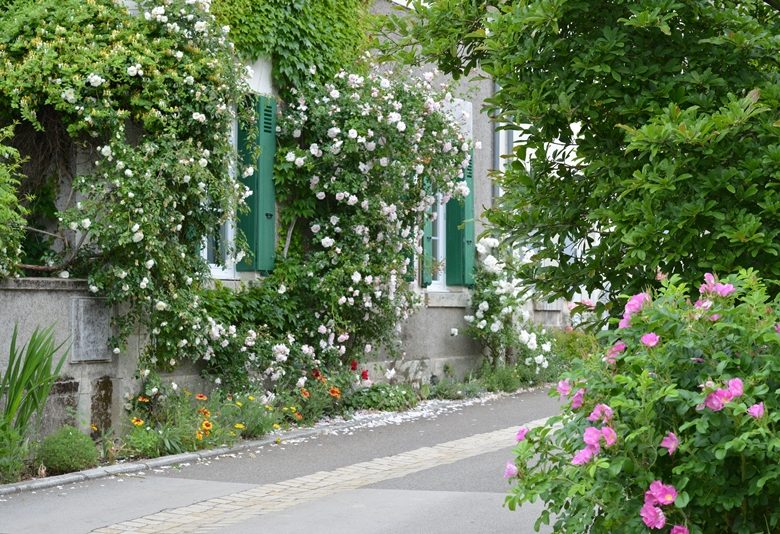 Dorfgarten von Chédigny „Jardin Remarquable“ und goldene Blume